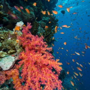Vlaggenbaarsjes rond zacht koraal